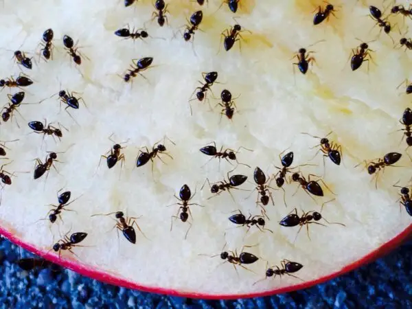 Imagem ilustrativa de Controle de formigas