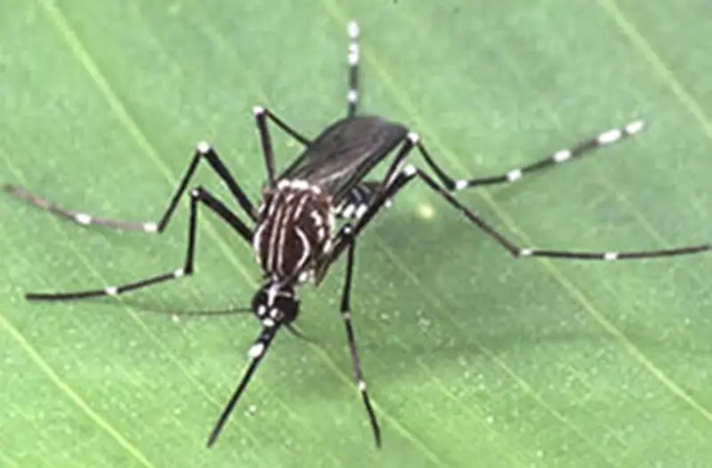 Imagem ilustrativa de Controle de mosquitos dengue