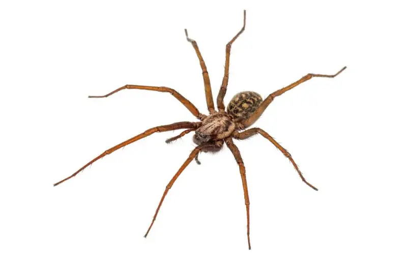 Imagem ilustrativa de Controle de pragas aranhas