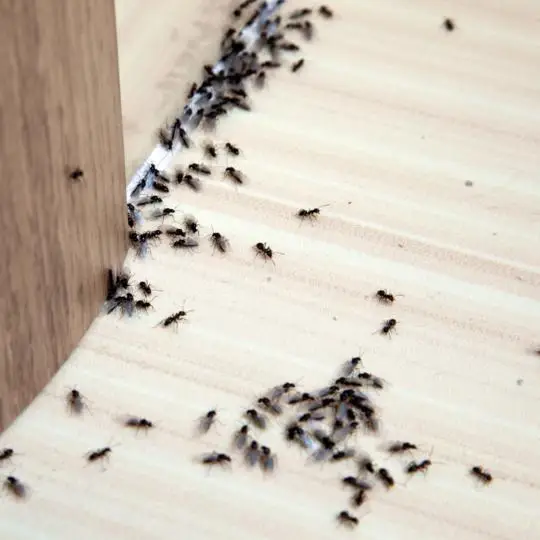 Controle de pragas urbanas formigas