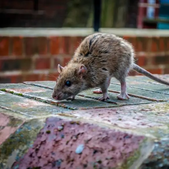 Controle de roedores em áreas urbanas