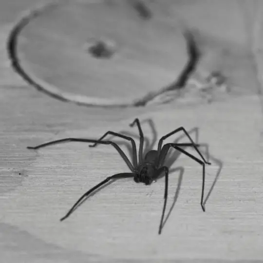 Imagem ilustrativa de Dedetização de aranhas