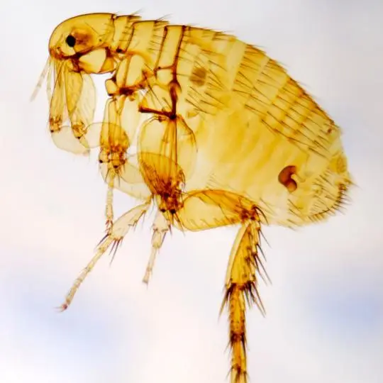 Imagem ilustrativa de Dedetização contra pulgas