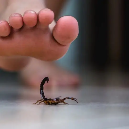 Dedetização escorpião preço