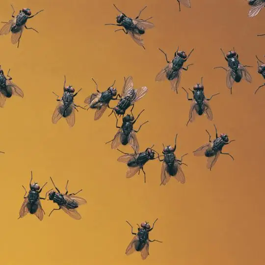 Imagem ilustrativa de Dedetização insetos voadores