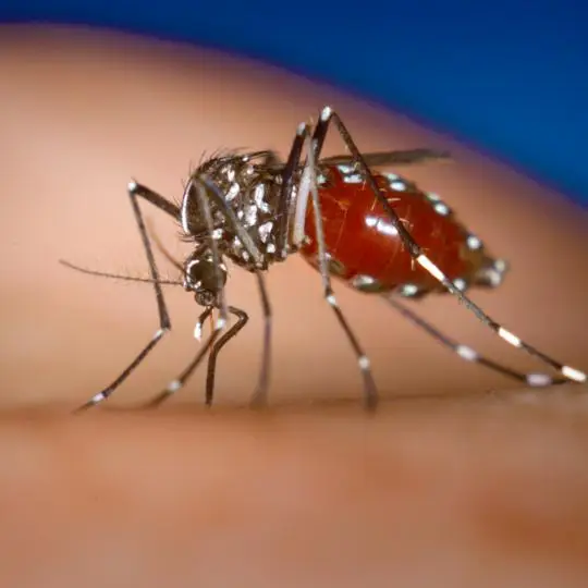 Imagem ilustrativa de Dedetização mosquito da dengue