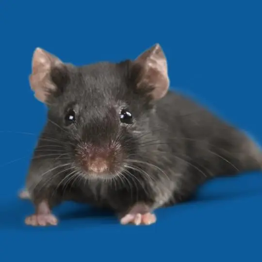 Serviço de dedetização de ratos